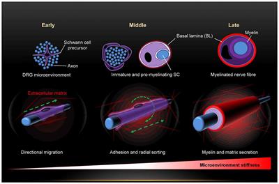 Implications of Schwann Cells Biomechanics and Mechanosensitivity for Peripheral Nervous System Physiology and Pathophysiology